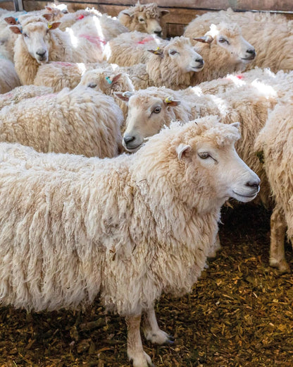 The Wonder of Wool